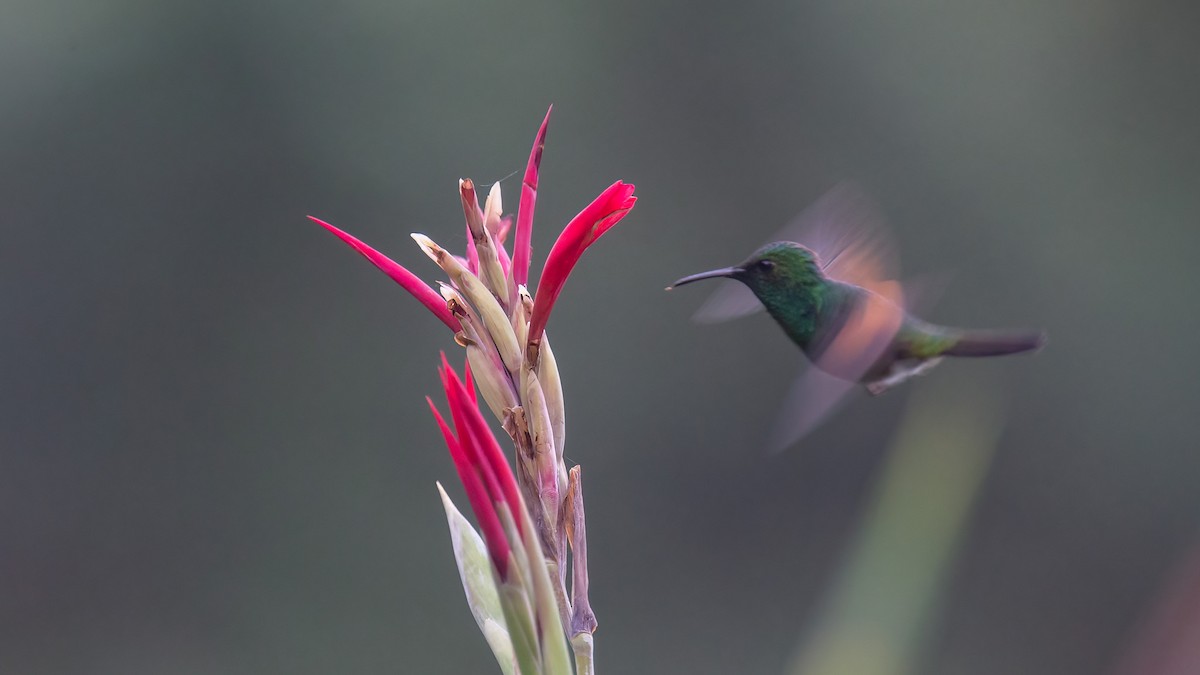 Stripe-tailed Hummingbird - Robert Tizard