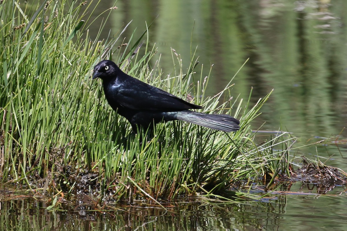 Brewer's Blackbird - ML428712931