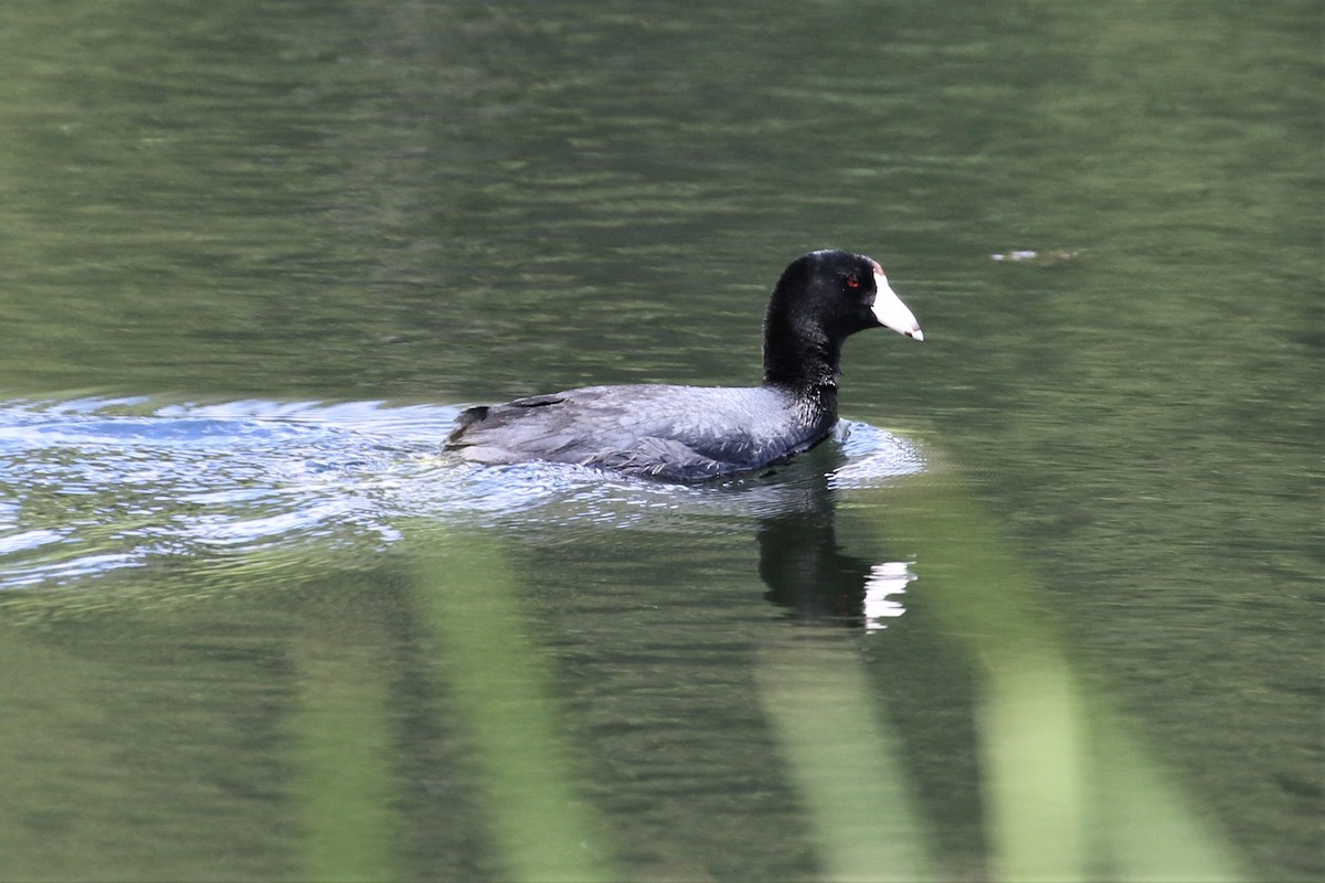 American Coot - ML428713321