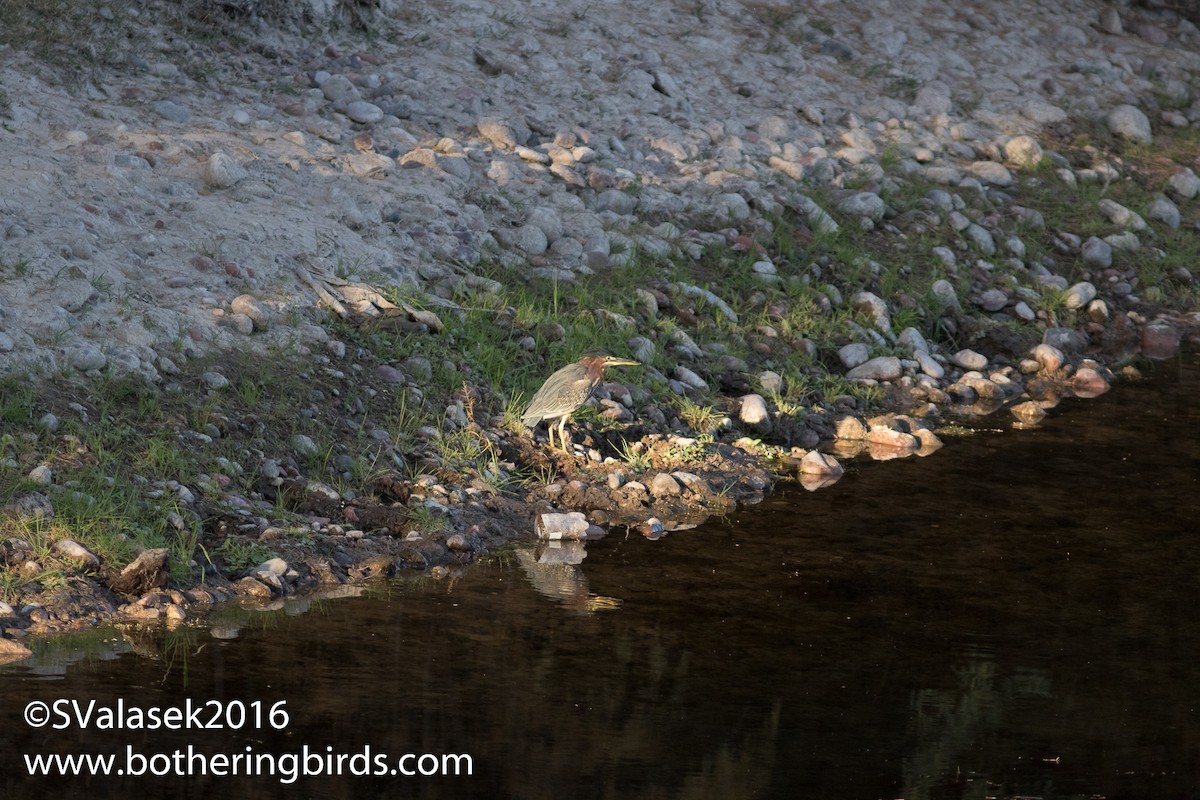 Green Heron - Steve Valasek