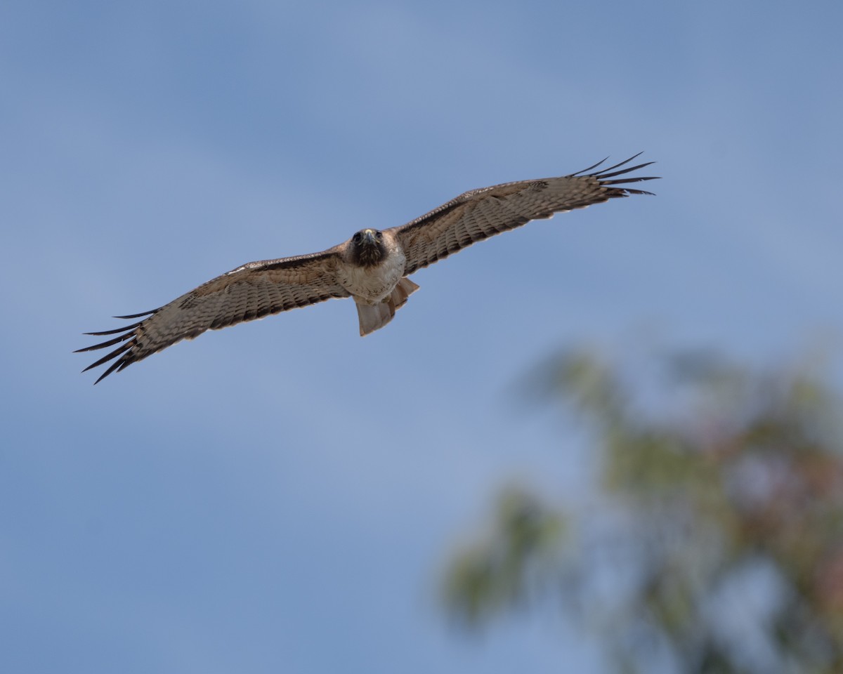 Rotschwanzbussard - ML428716181