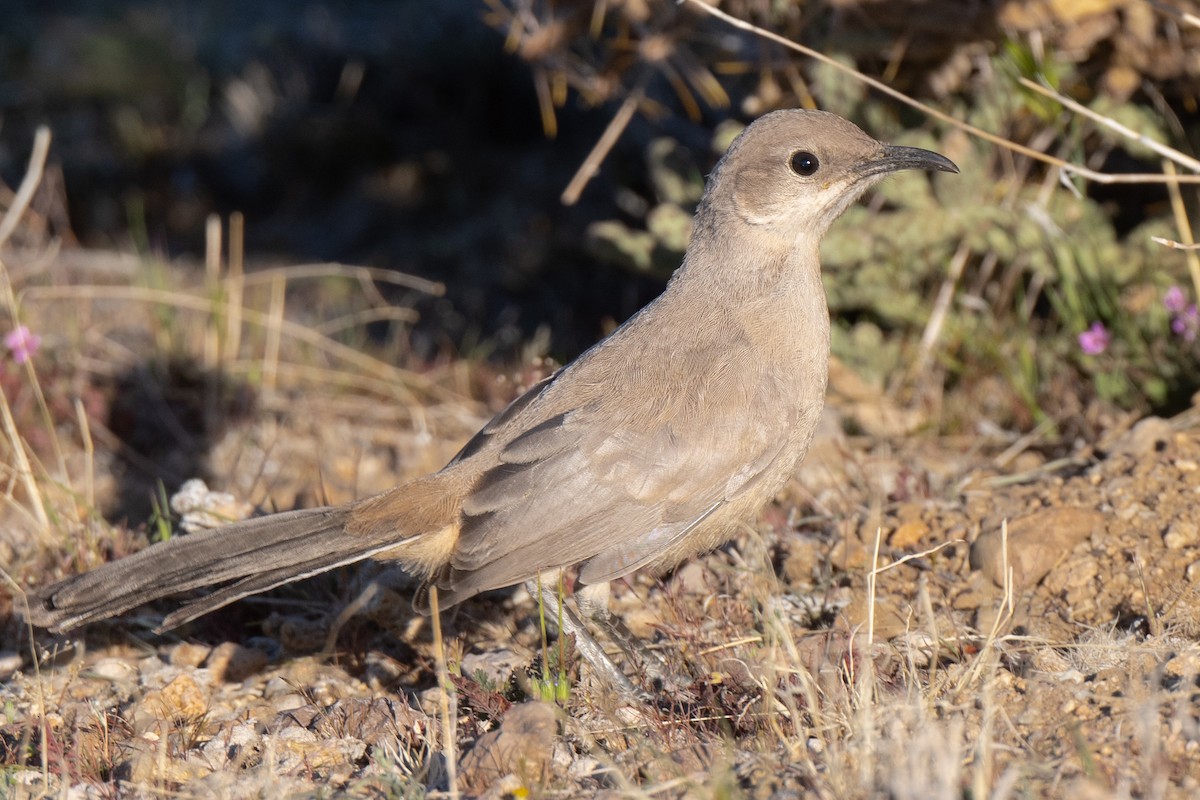 LeConte's Thrasher - ML428716781