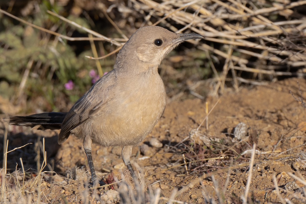 LeConte's Thrasher - ML428716791