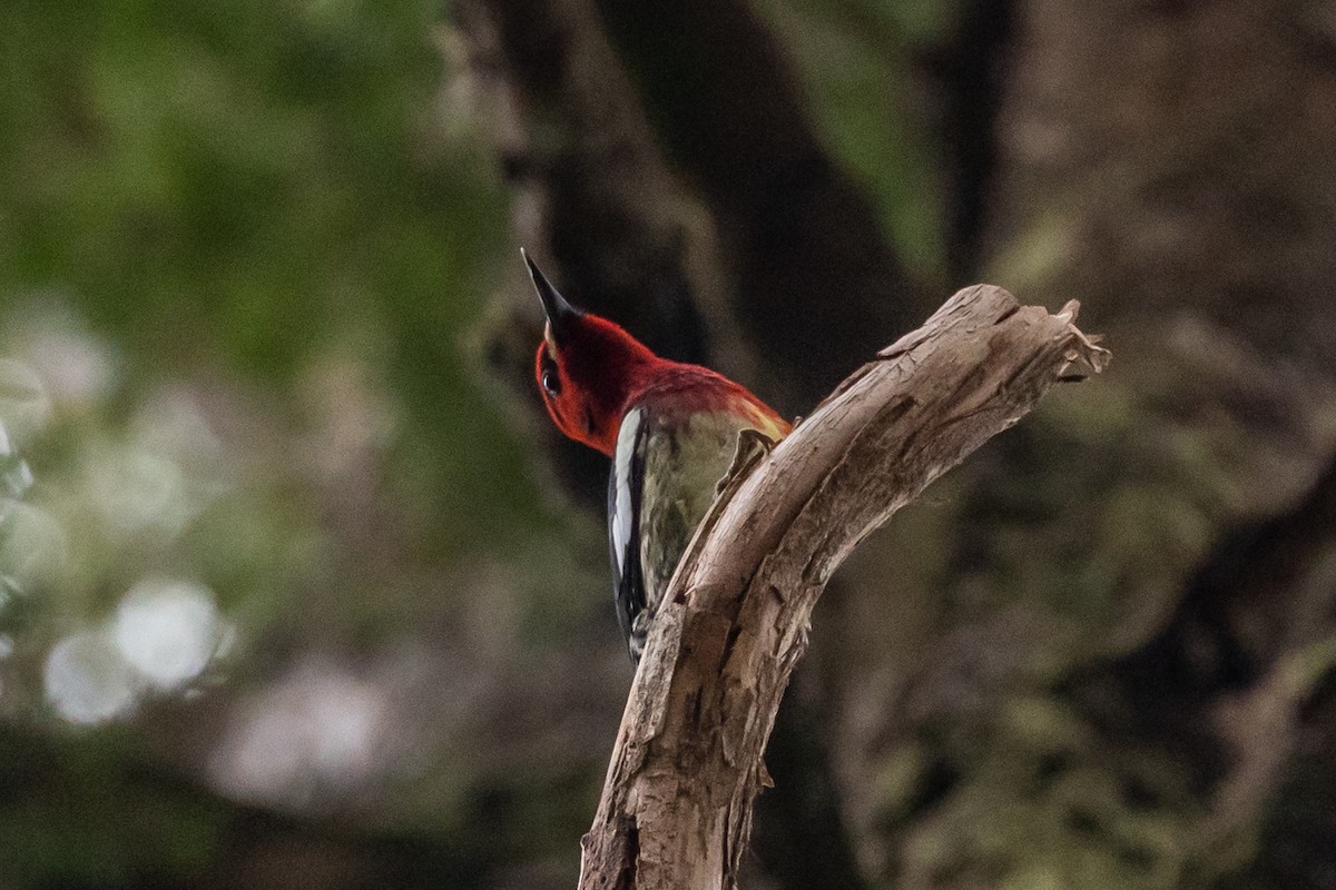 Red-breasted Sapsucker - ML428718471