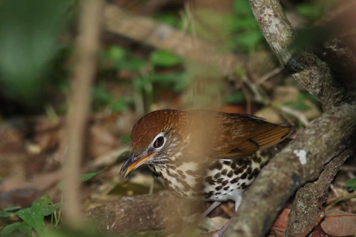 Wood Thrush - ML428719581