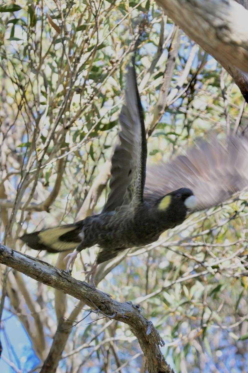 Yellow-tailed Black-Cockatoo - ML428719721