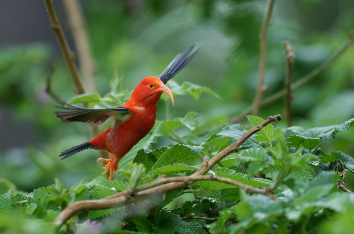 Iiwi - Robert Hollyer