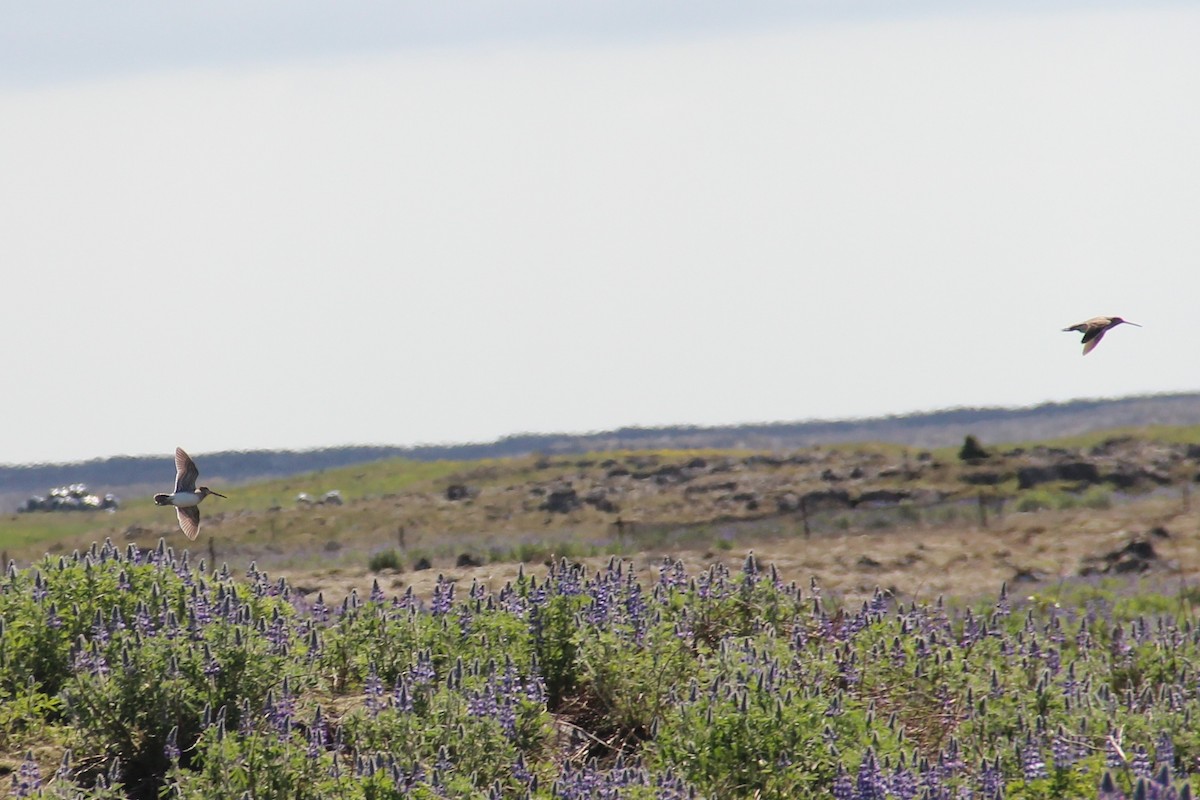 Common Snipe - ML428720441