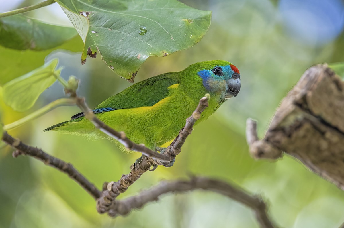 Double-eyed Fig-Parrot - ML428720761