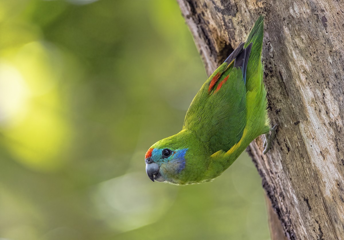 Double-eyed Fig-Parrot - Jill Duncan &  Ken Bissett