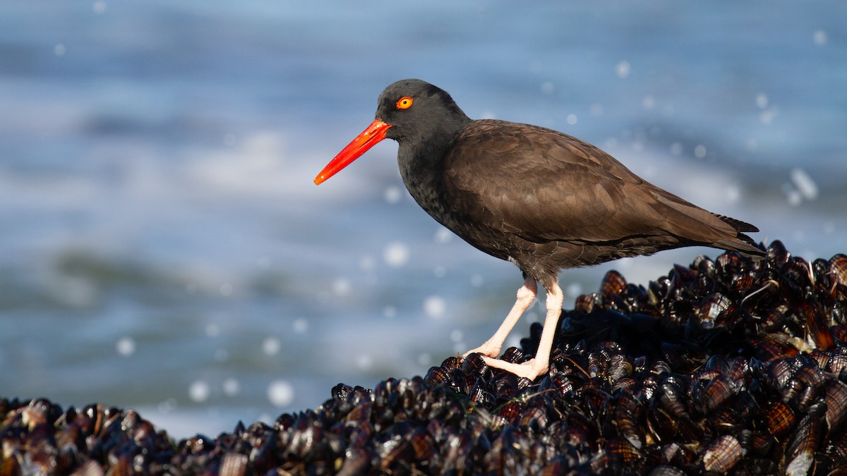 Black Oystercatcher - ML428721701