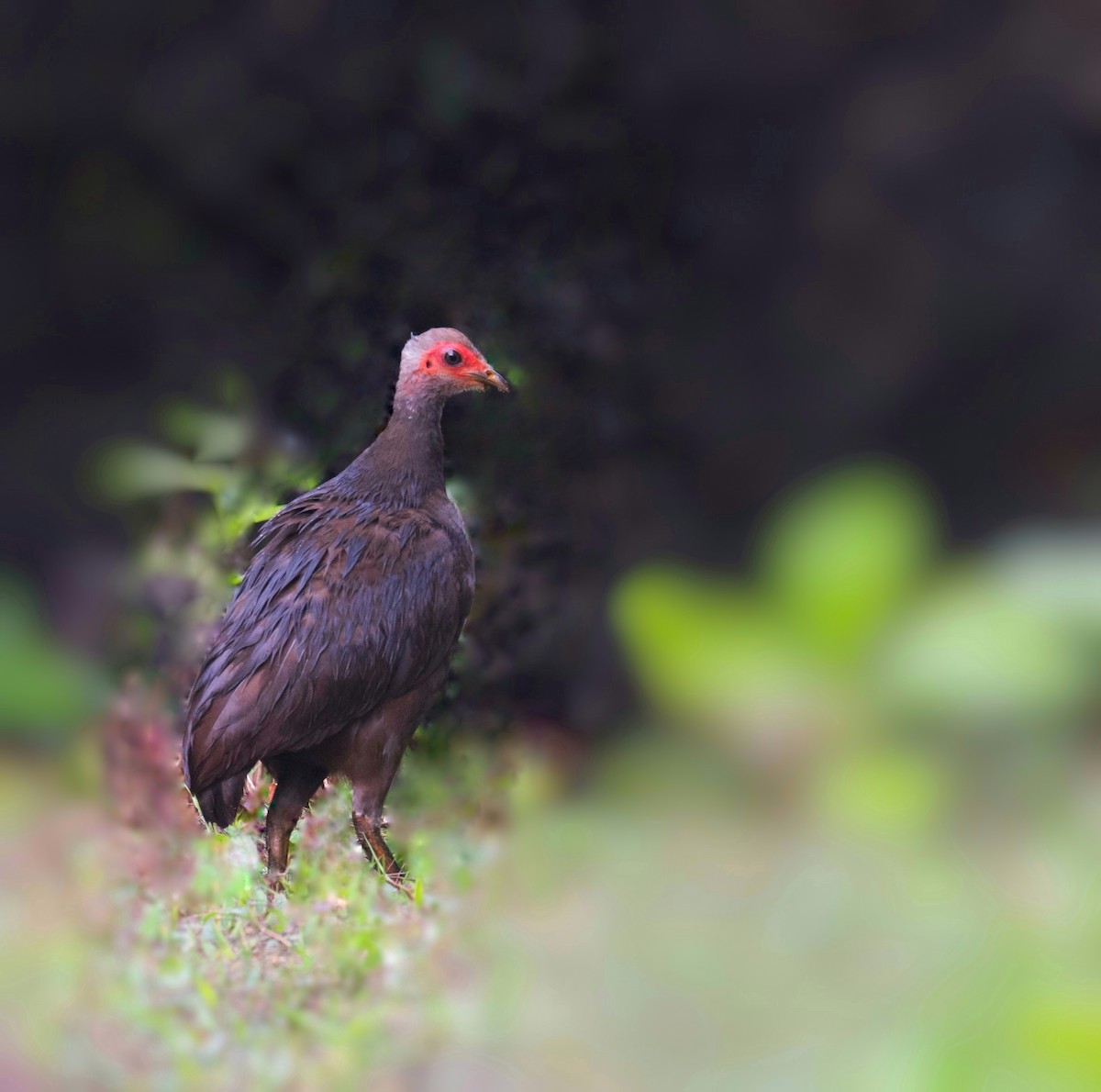 Nikobaren-Großfußhuhn - ML428723761