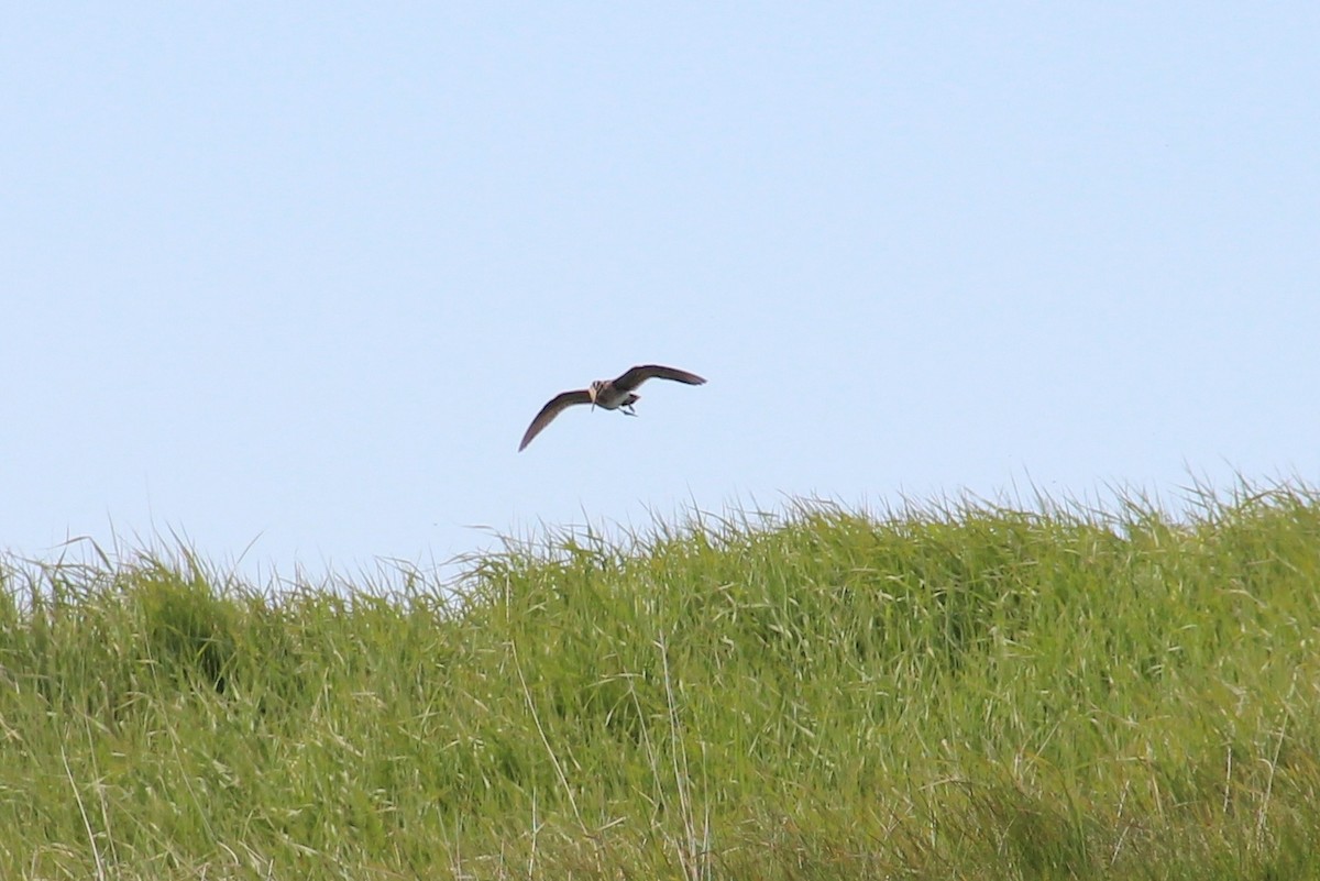 Common Snipe - ML428724311