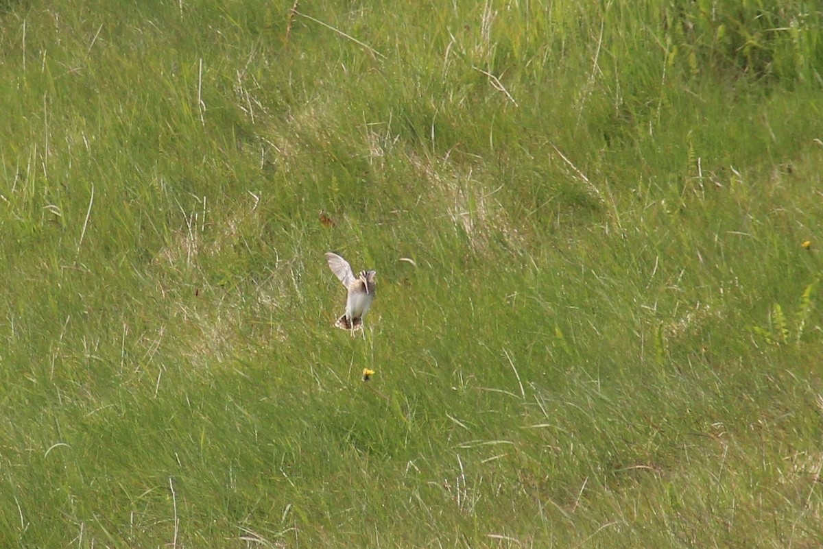 Common Snipe - ML428724321