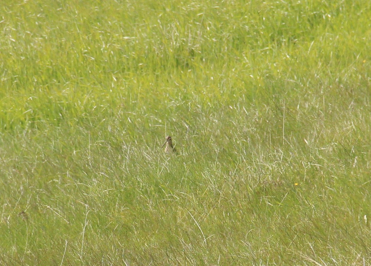 Common Snipe - ML428724331