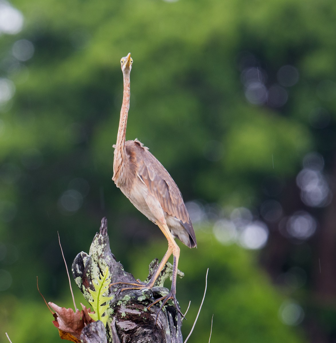 Purple Heron - ML428724561