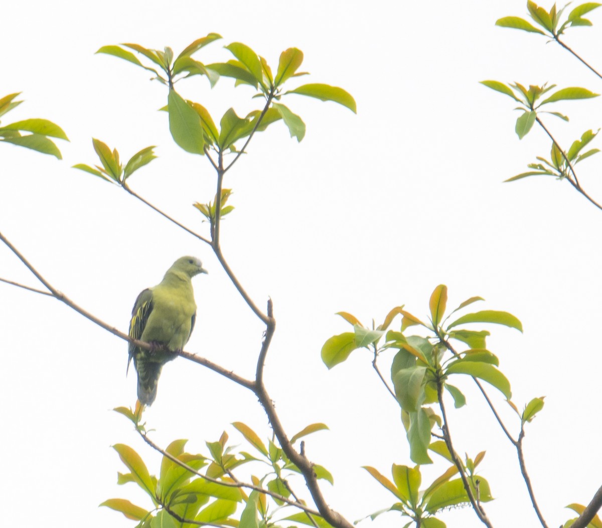 Андаманский зеленый голубь - ML428724591