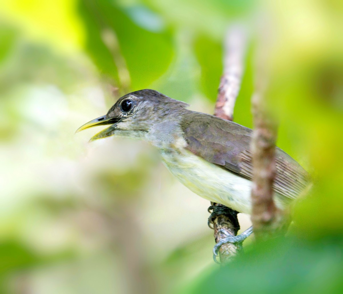 Bulbul de Nicobar - ML428724611