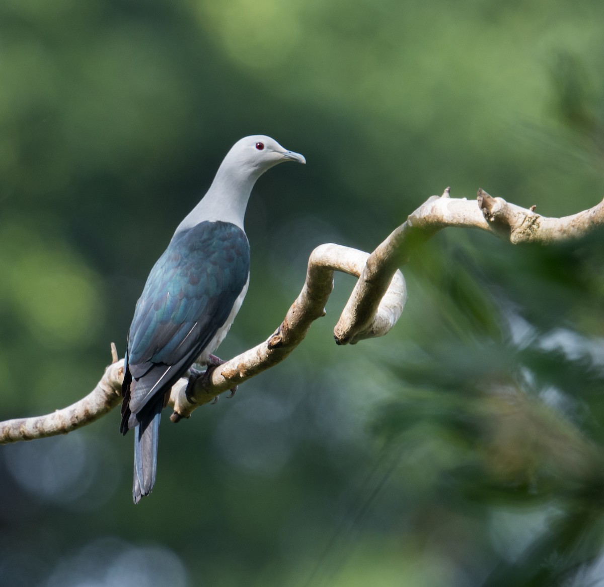 Nicobar Imperial-Pigeon - ML428724661