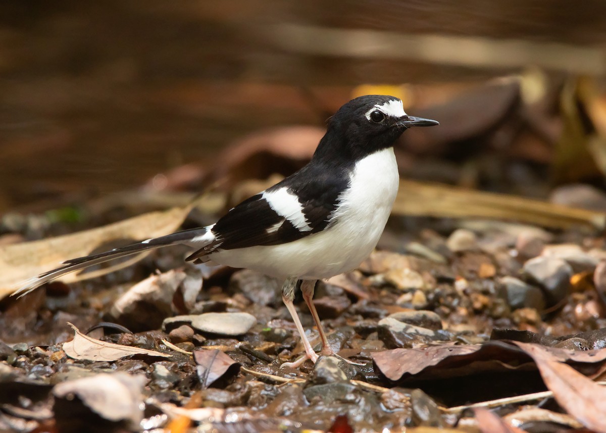 Black-backed Forktail - ML428726251