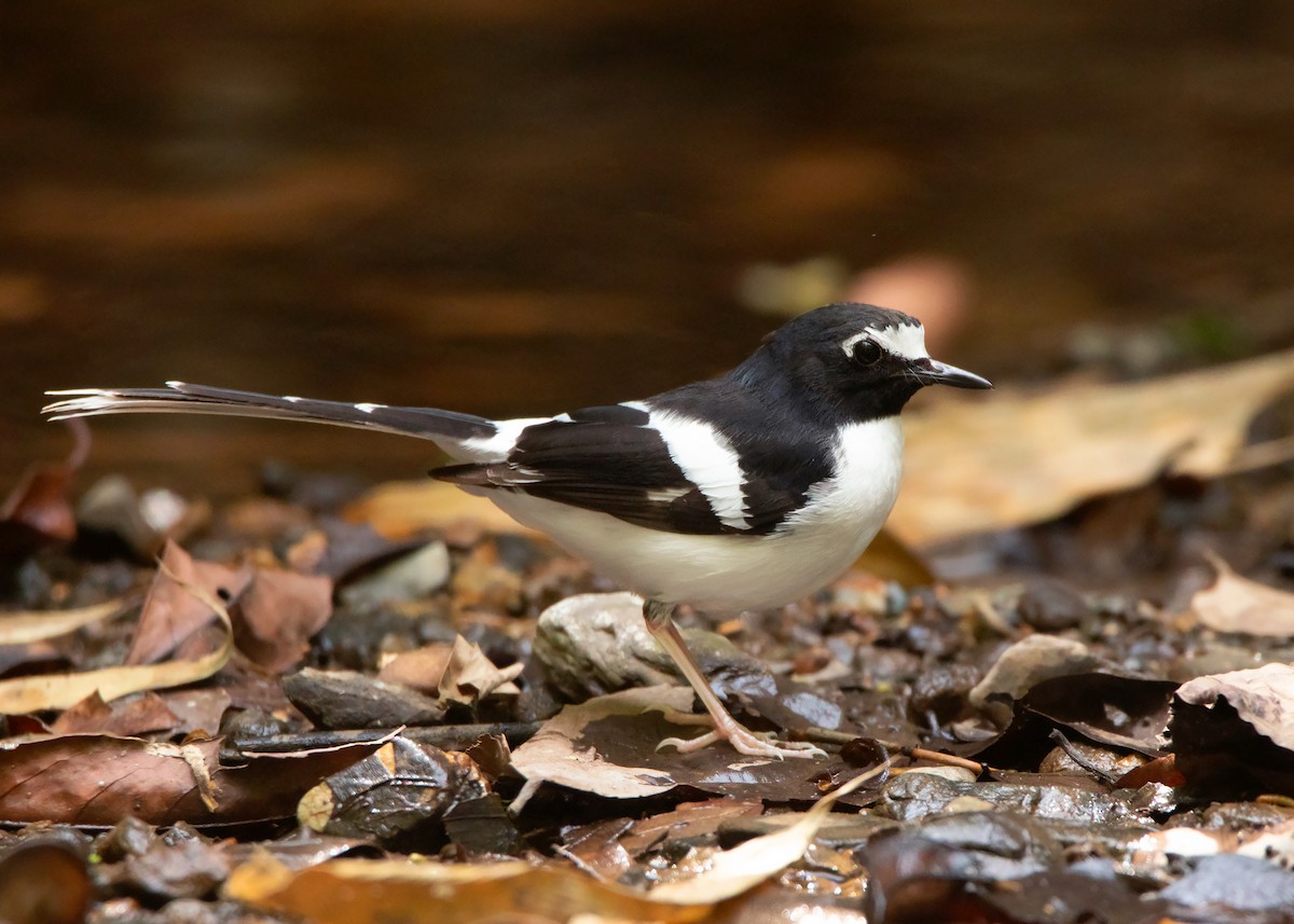 Black-backed Forktail - ML428726271