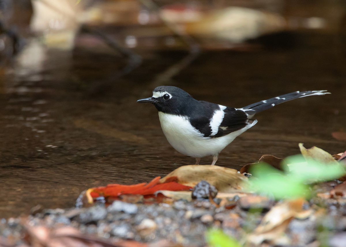 Black-backed Forktail - Ayuwat Jearwattanakanok