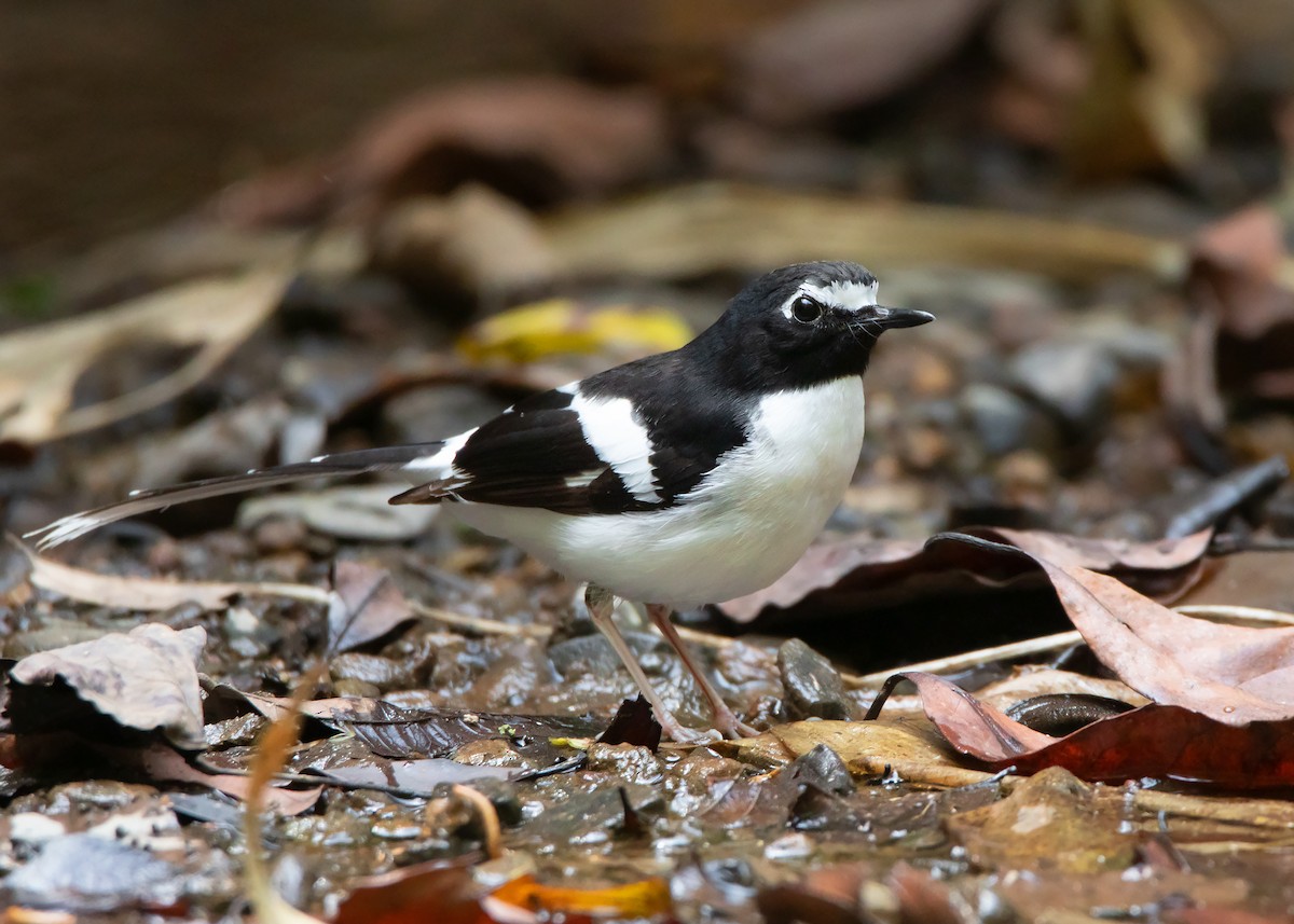 Black-backed Forktail - ML428726301