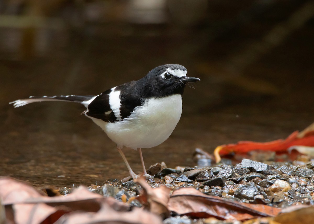 Black-backed Forktail - Ayuwat Jearwattanakanok