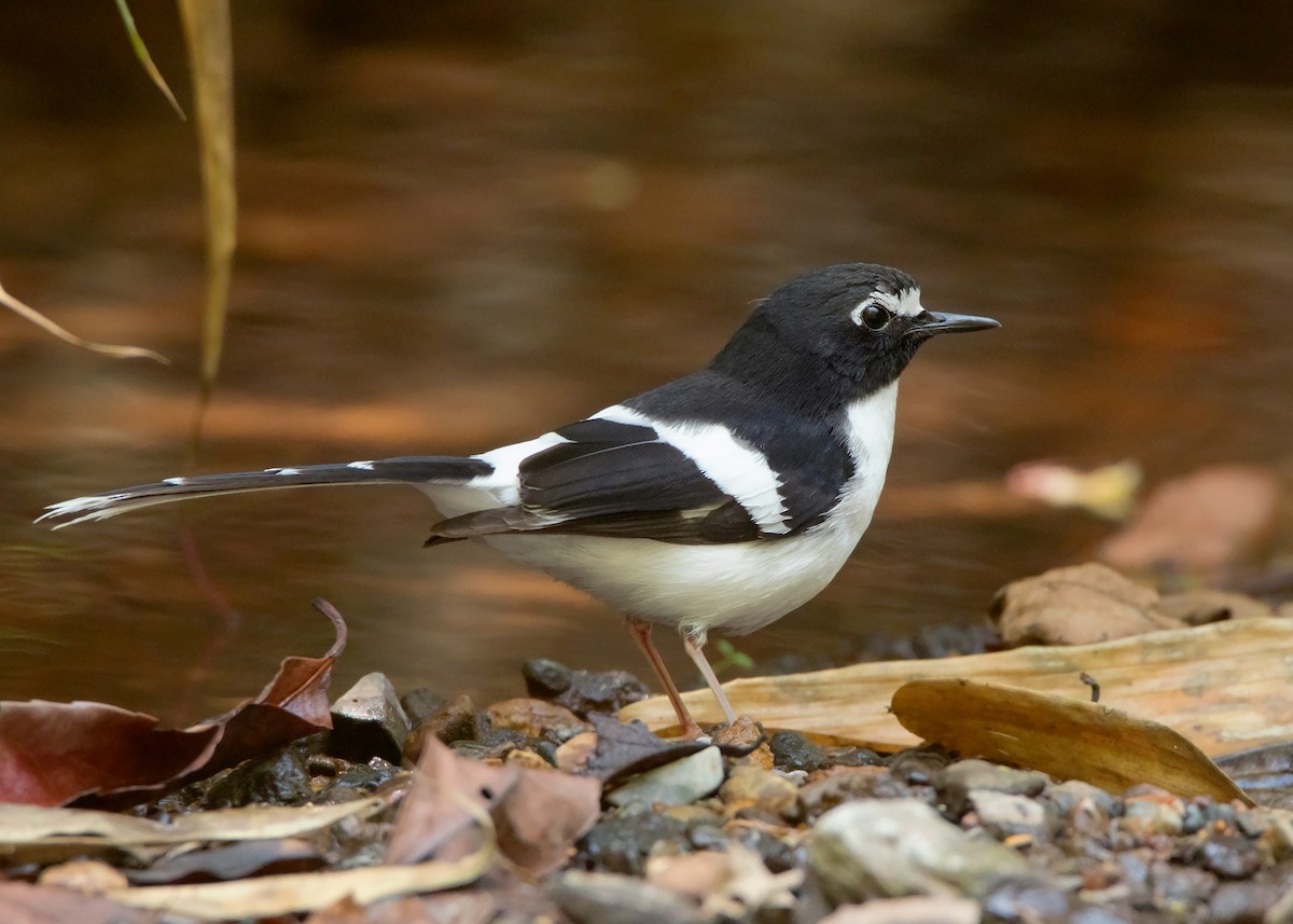 Black-backed Forktail - Ayuwat Jearwattanakanok