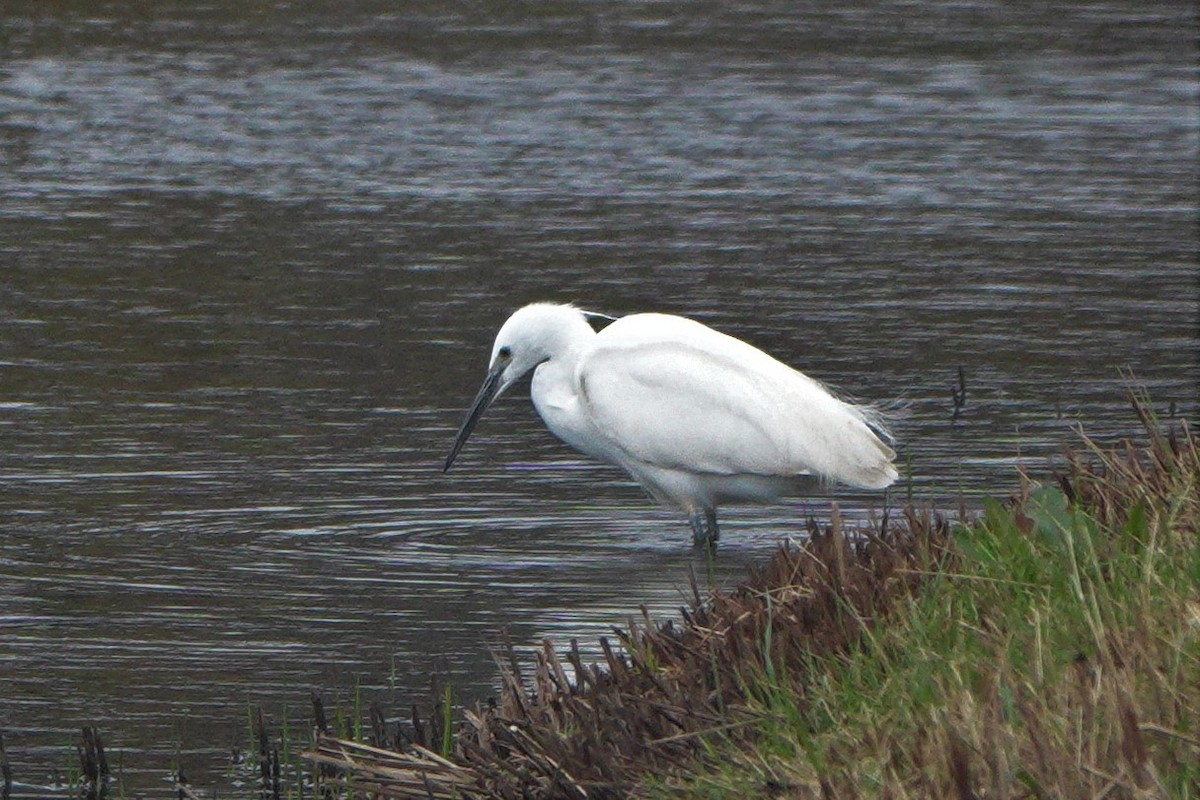 Little Egret - ML428726961