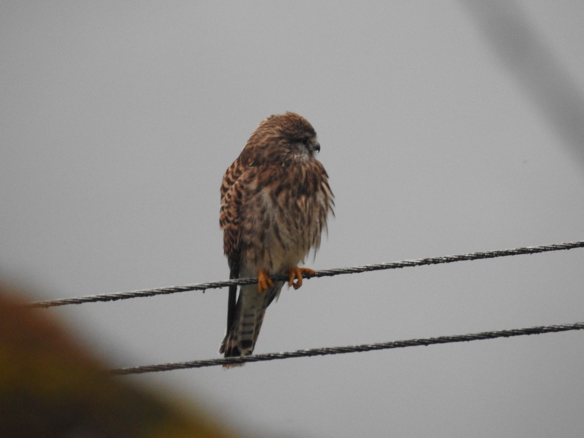 Eurasian Kestrel - Sourav Halder