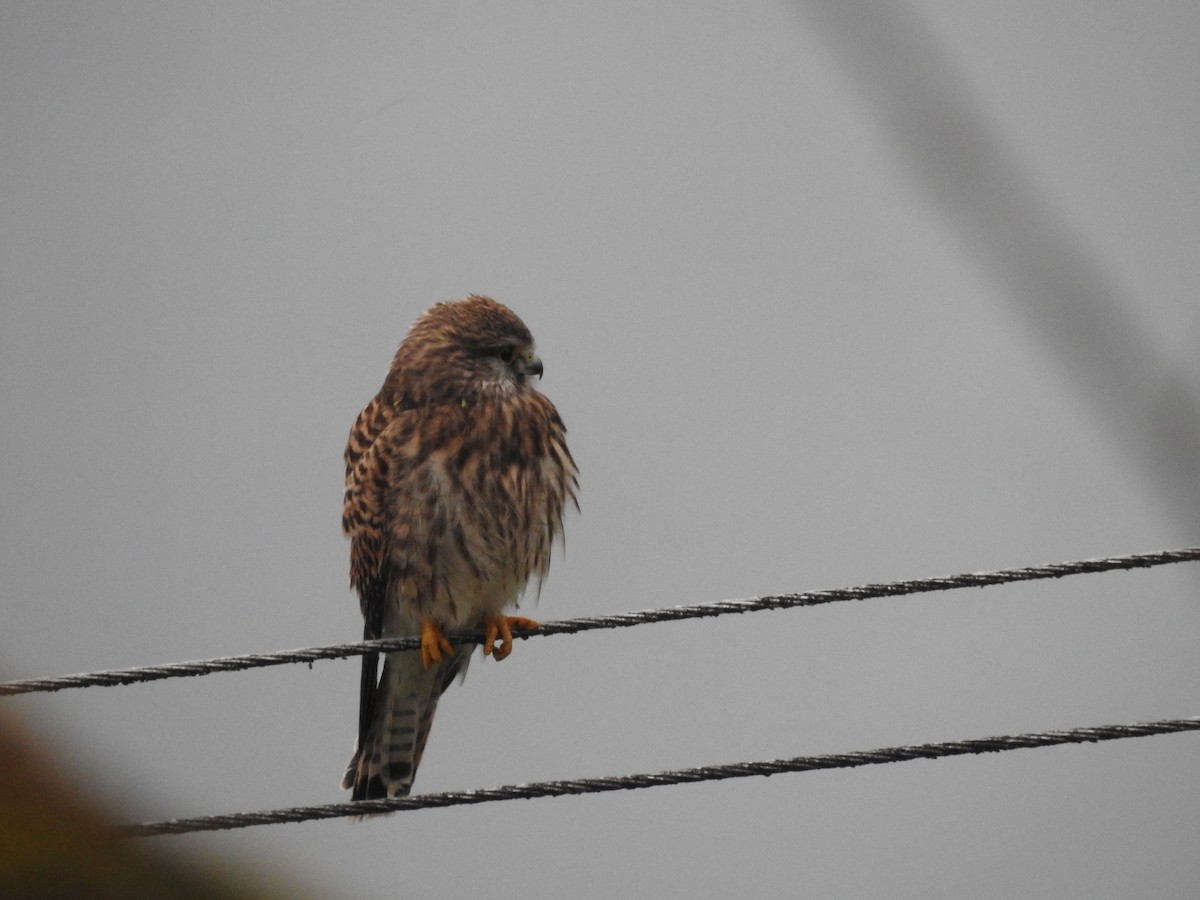 Eurasian Kestrel - ML428728611