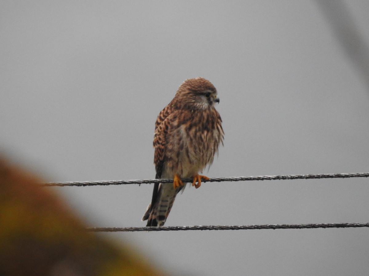 Eurasian Kestrel - ML428728631