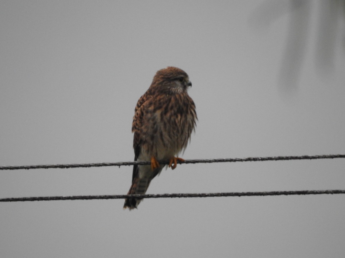 Eurasian Kestrel - ML428728661