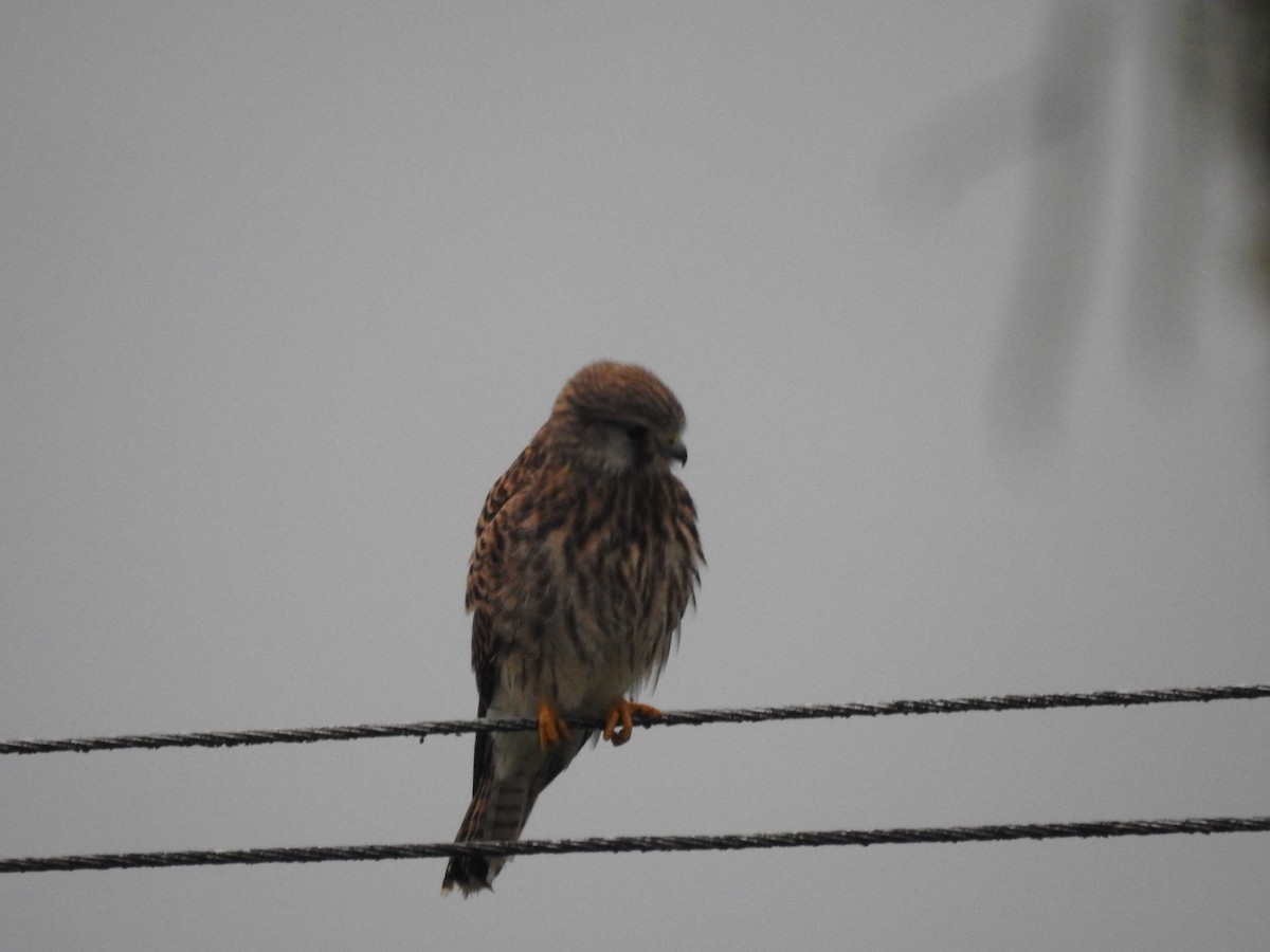 Eurasian Kestrel - ML428728671