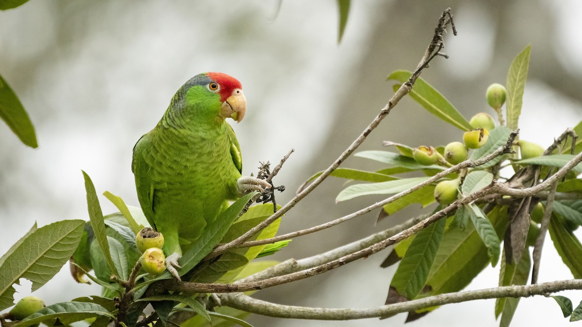 Red-crowned Parrot - Bryan Calk