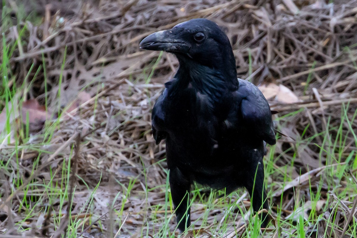 Australian Raven - ML428730391