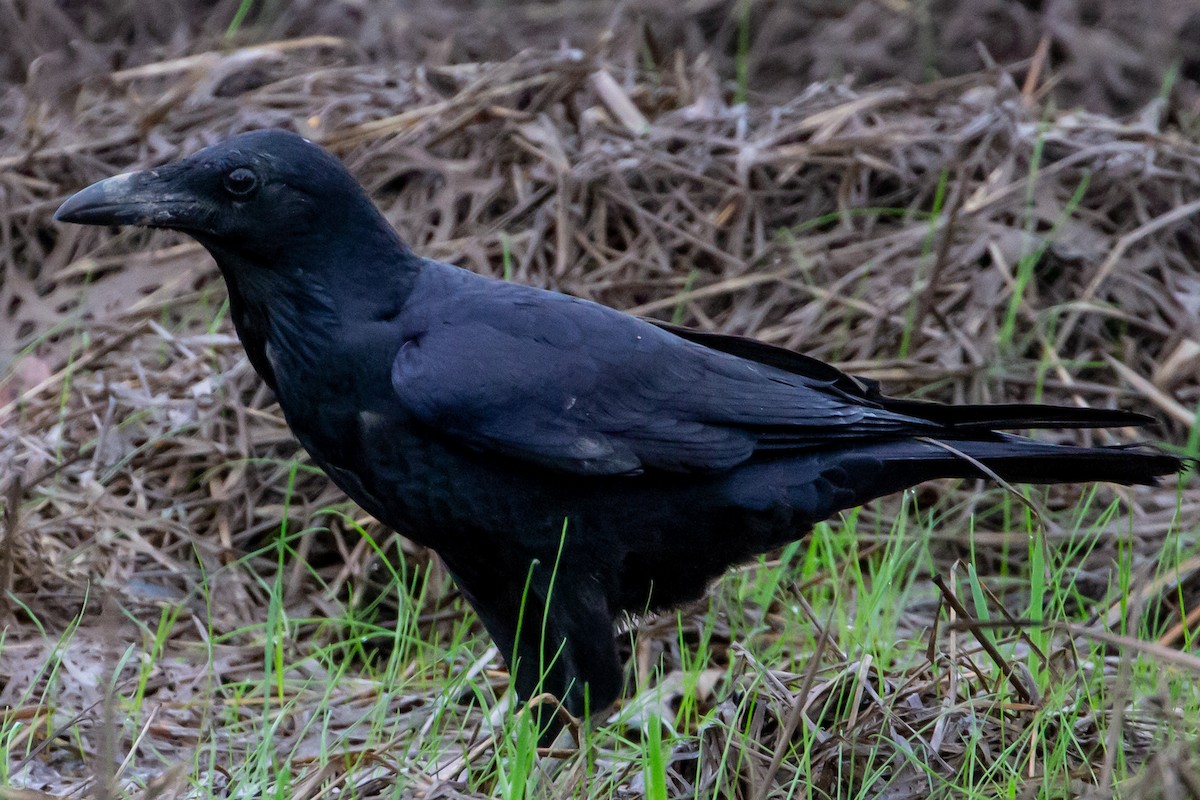 Australian Raven - ML428730421