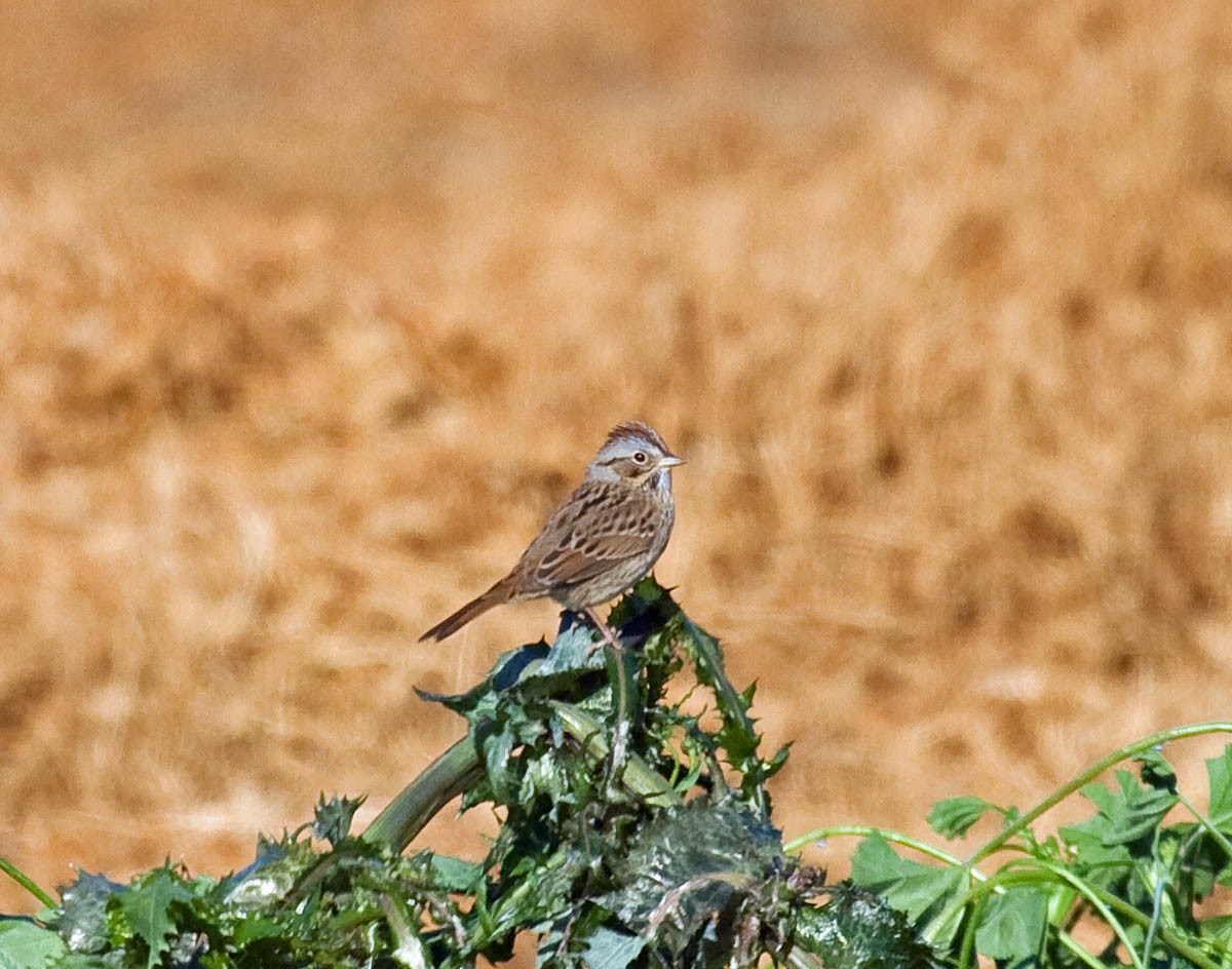 Lincoln's Sparrow - ML42873141