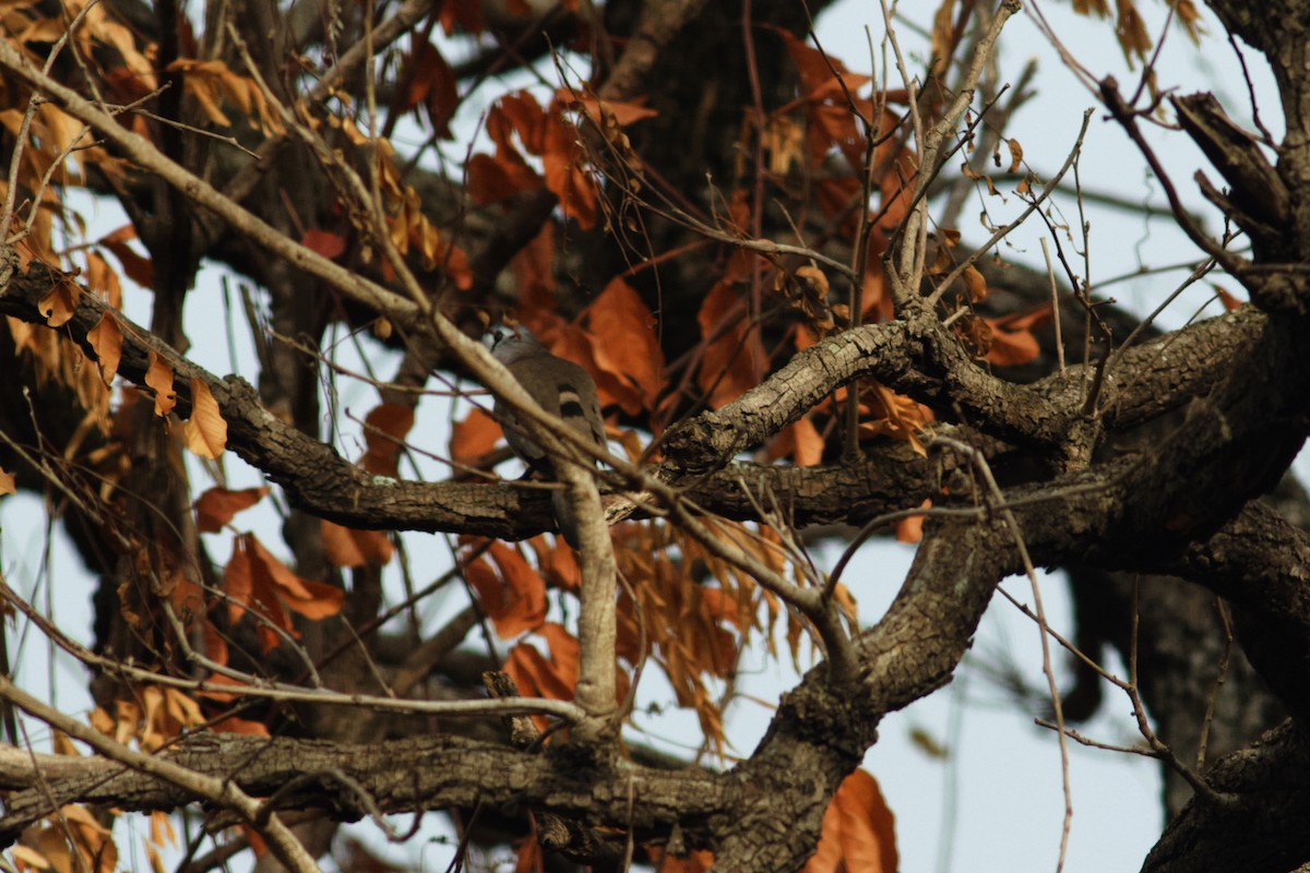 Black-billed Wood-Dove - ML428731491