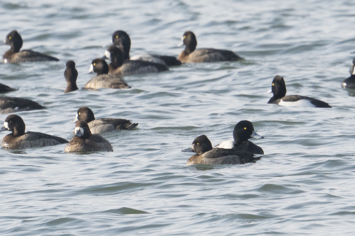 Tufted Duck x Greater Scaup (hybrid) - Observador de Aves