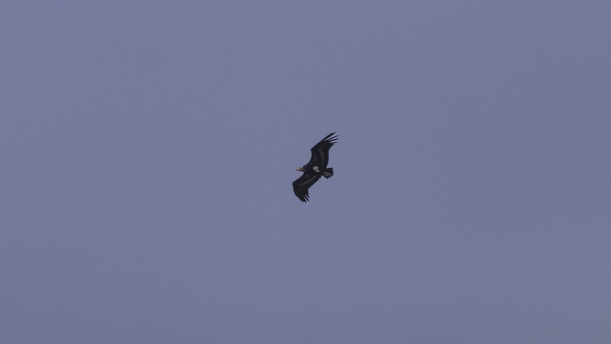 Red-headed Vulture - Markus Craig