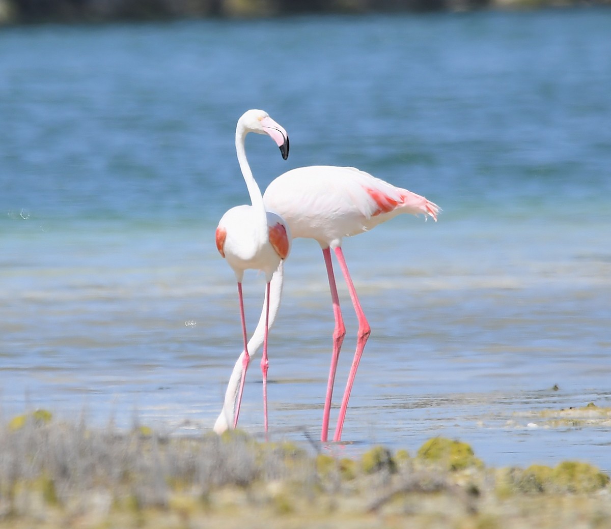 Greater Flamingo - Василий Калиниченко