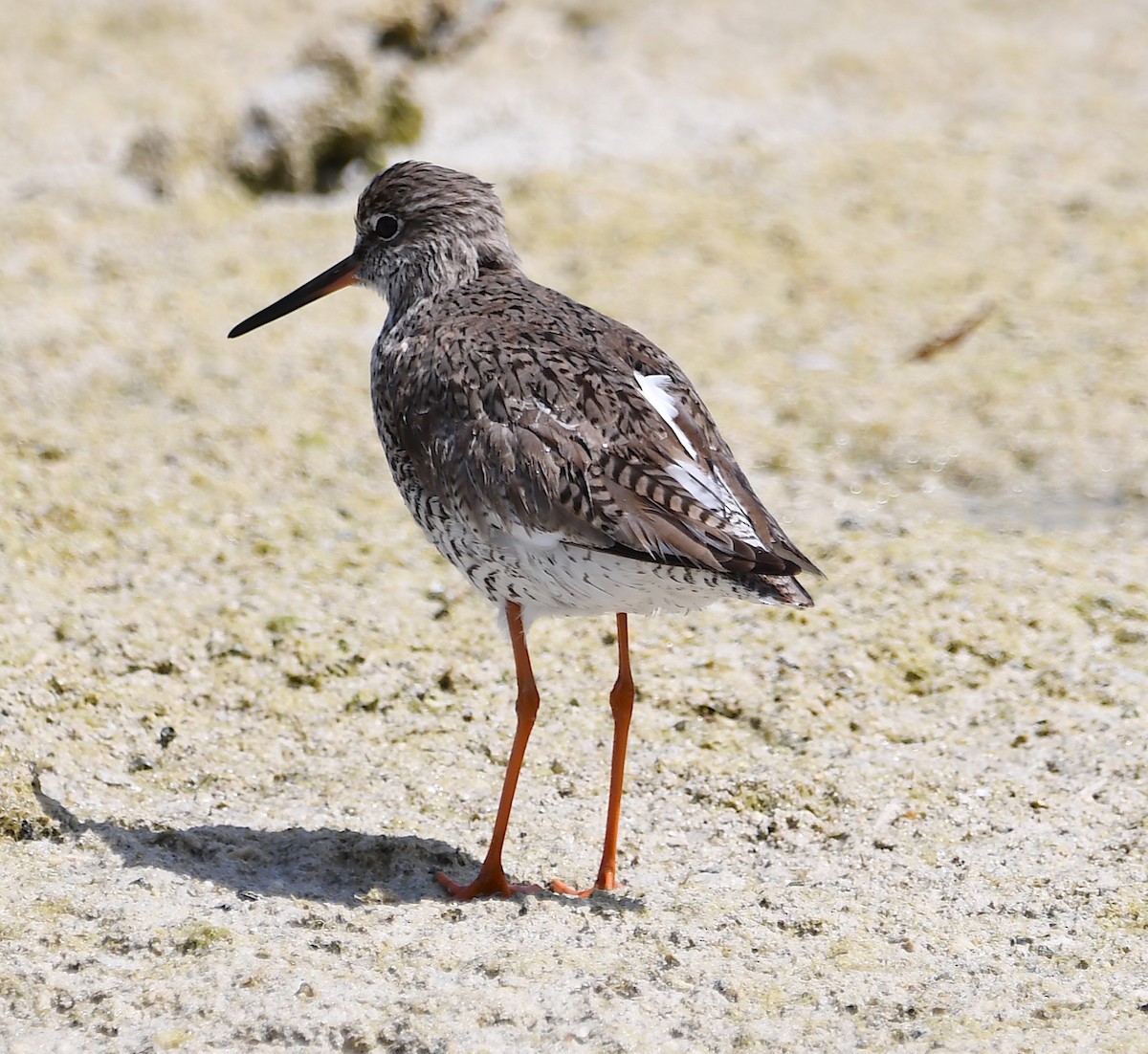 Common Redshank - ML428733821