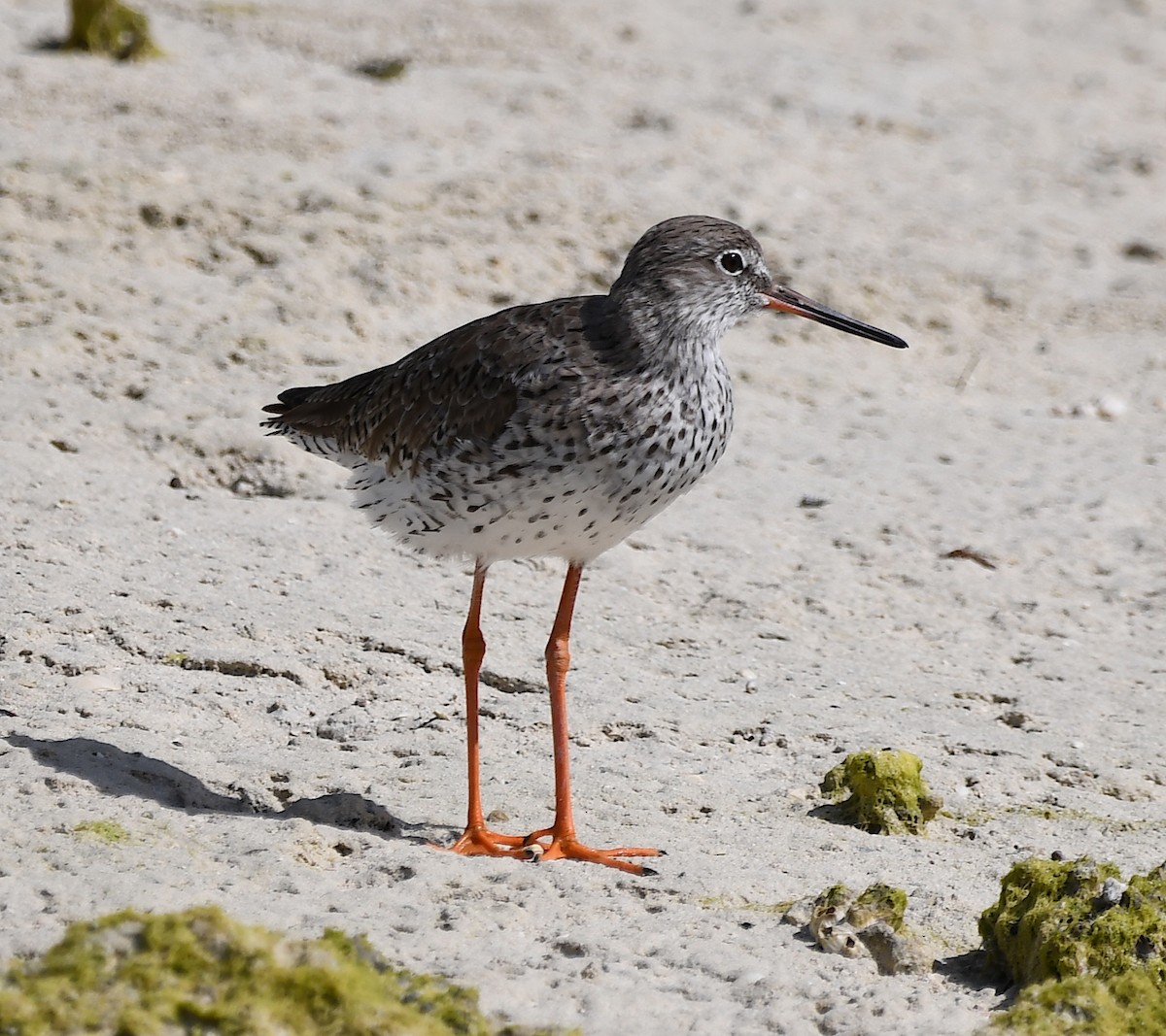 Common Redshank - ML428733831