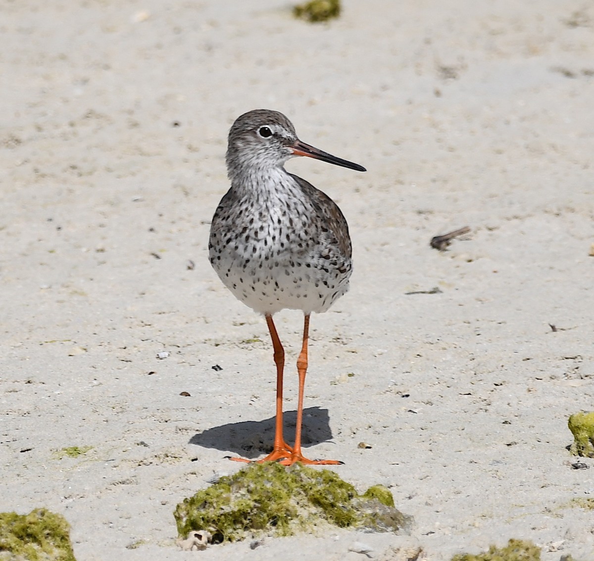 Common Redshank - ML428733841