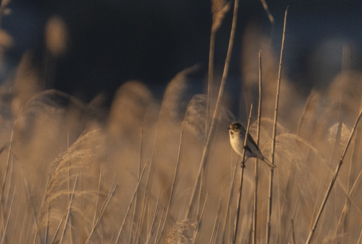 Pallas's Bunting - ML428735021