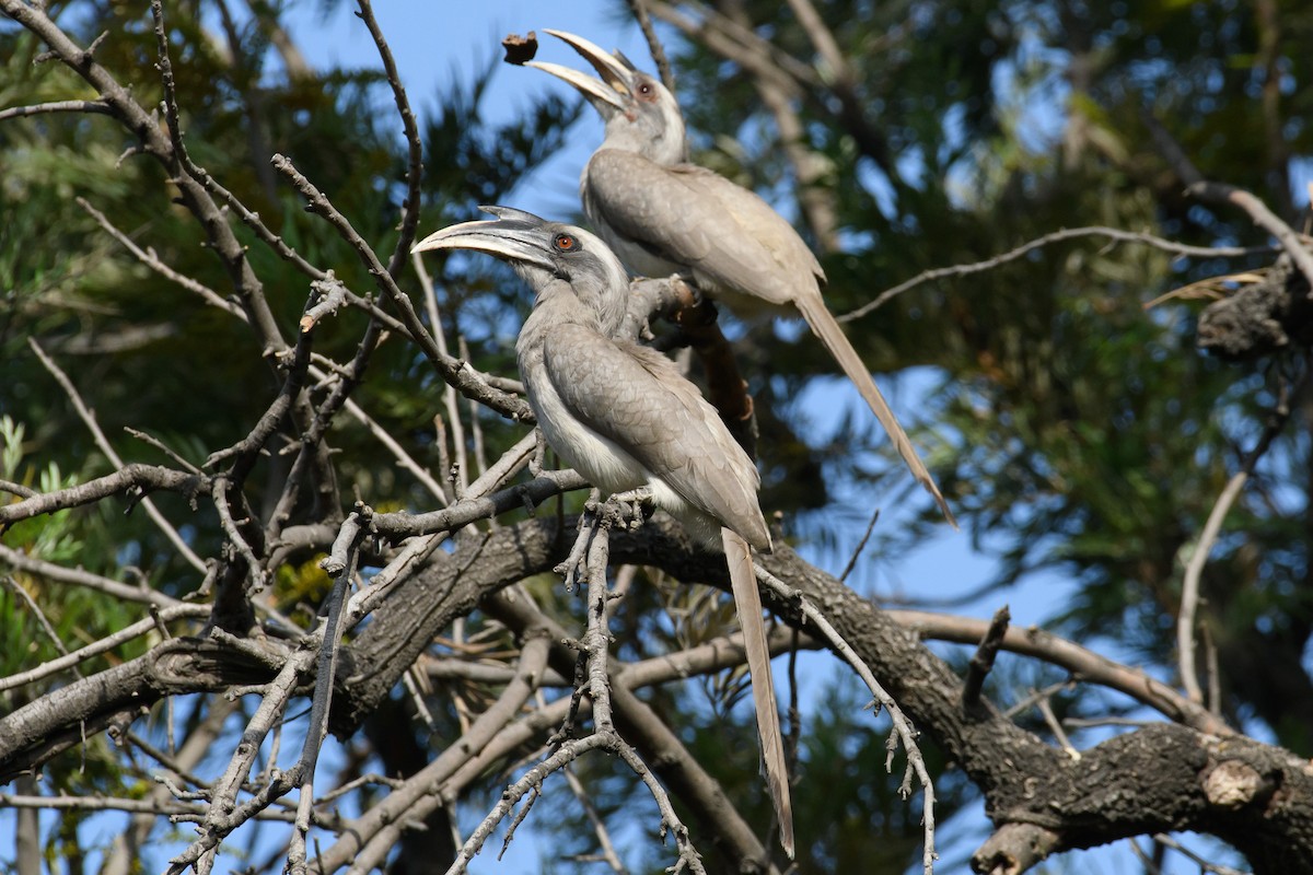 Indian Gray Hornbill - ML428735741