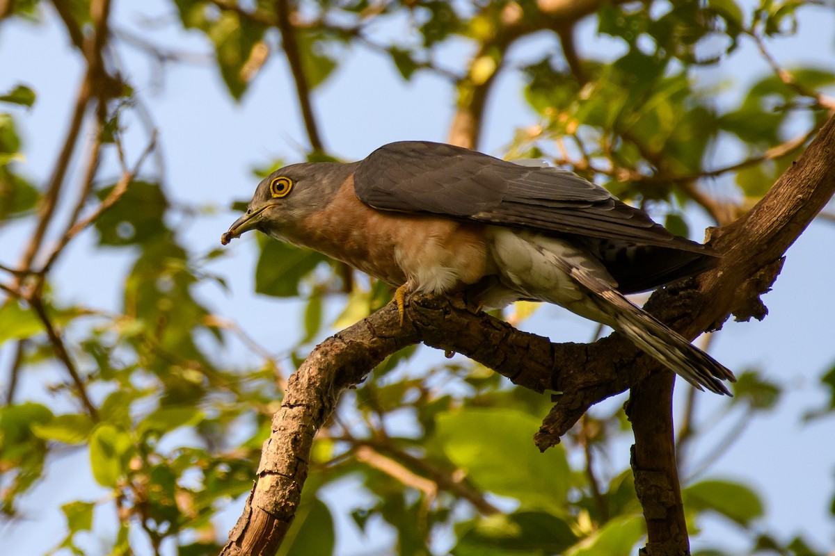 Common Hawk-Cuckoo - ML428735831