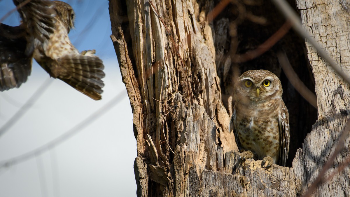 Spotted Owlet - ML428735861